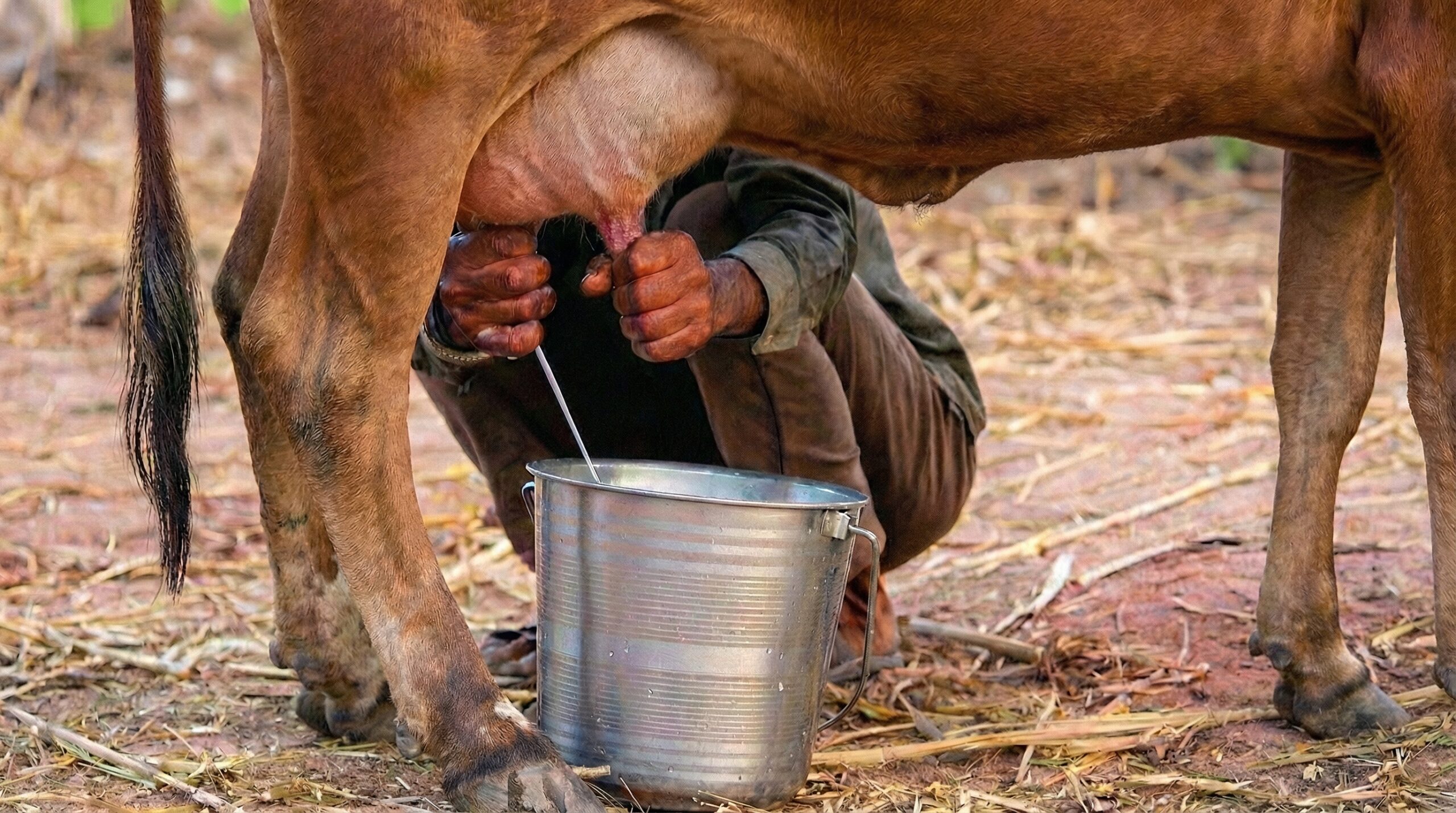 Remove_the_calf_2k_202602231905